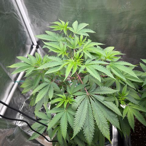 Tropicanna Banana growlog timeline photo