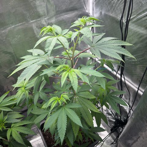 AK 47 growlog timeline photo