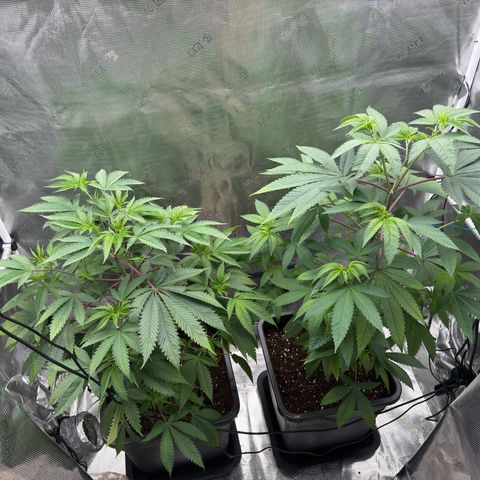 AK 47 growlog timeline photo