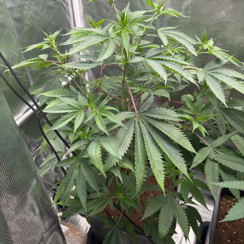 Tropicanna Banana growlog timeline photo