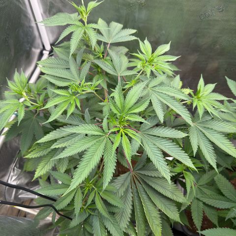 Tropicanna Banana growlog timeline photo