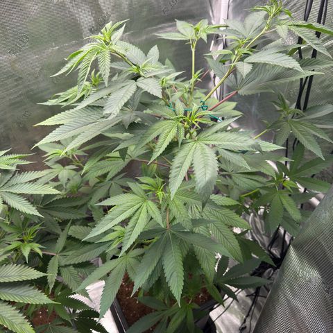 AK 47 growlog timeline photo