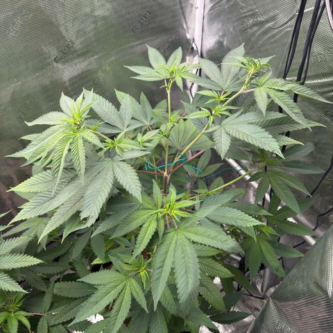 AK 47 growlog timeline photo