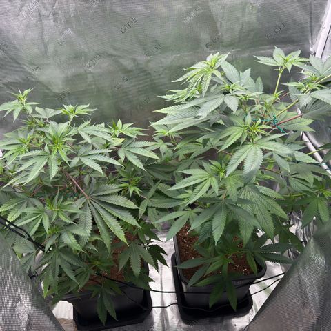 AK 47 growlog timeline photo