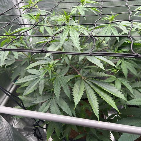 Tropicanna Banana growlog timeline photo
