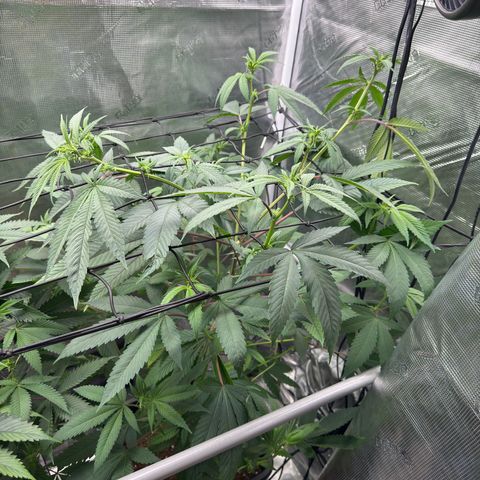 AK 47 growlog timeline photo