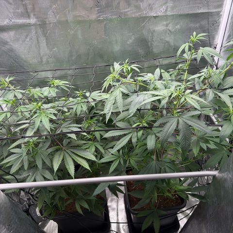AK 47 growlog timeline photo