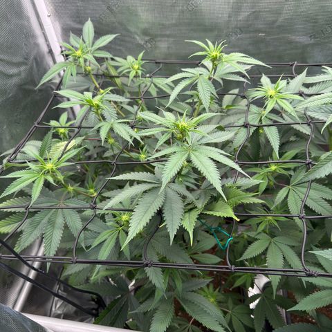 Tropicanna Banana growlog timeline photo