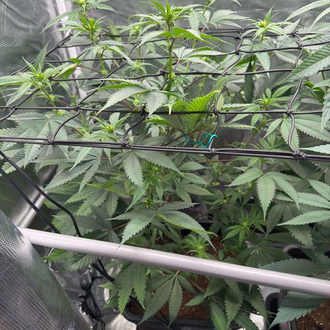 Tropicanna Banana growlog timeline photo