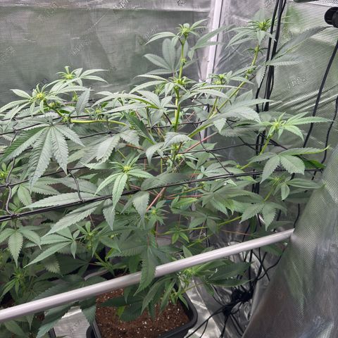 AK 47 growlog timeline photo