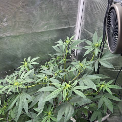 AK 47 growlog timeline photo