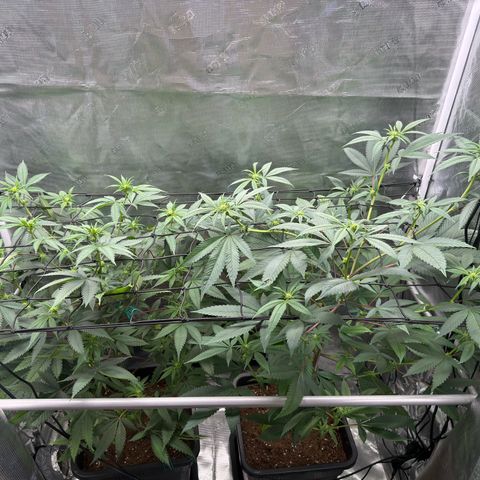 AK 47 growlog timeline photo
