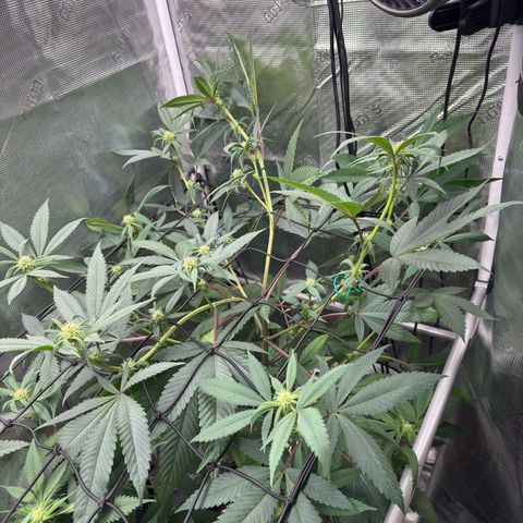 AK 47 growlog timeline photo
