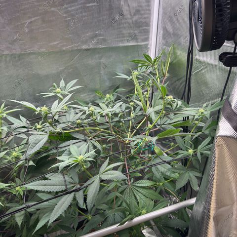 AK 47 growlog timeline photo