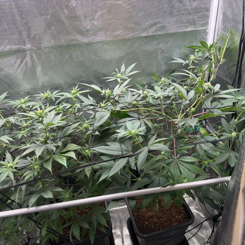 AK 47 growlog timeline photo