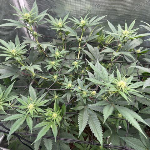 Tropicanna Banana growlog timeline photo