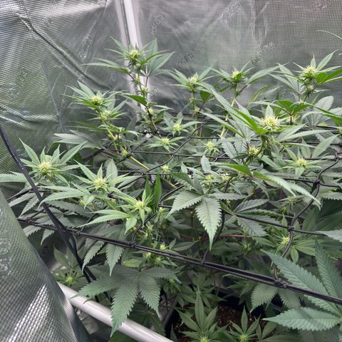Tropicanna Banana growlog timeline photo