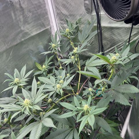 AK 47 growlog timeline photo