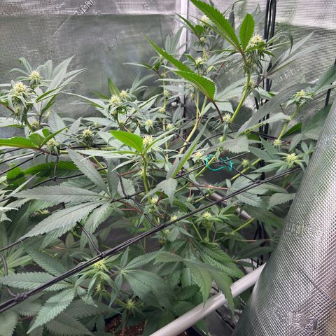 AK 47 growlog timeline photo
