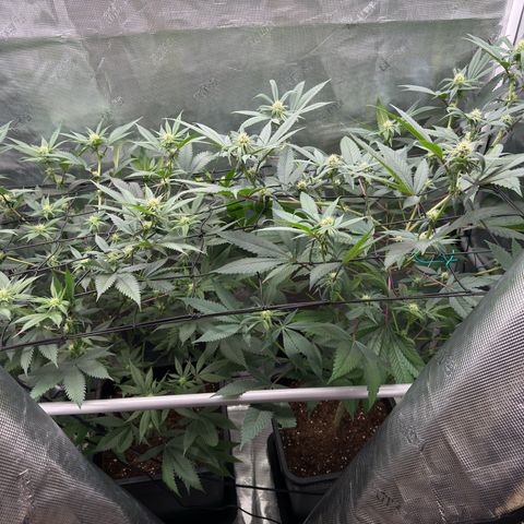 AK 47 growlog timeline photo