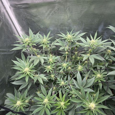 Tropicanna Banana growlog timeline photo