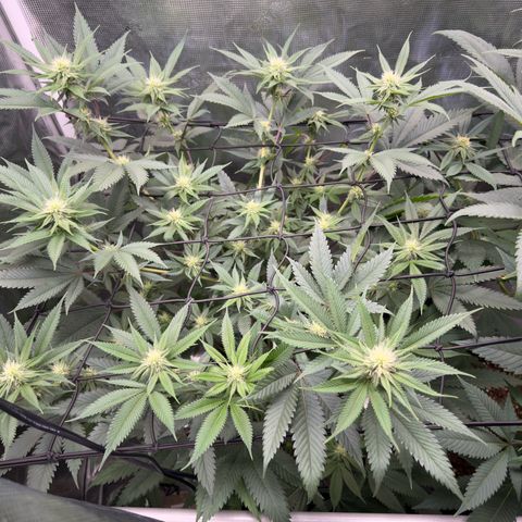 Tropicanna Banana growlog timeline photo