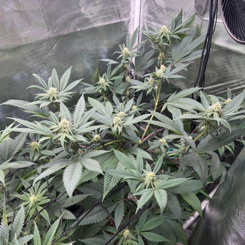 AK 47 growlog timeline photo