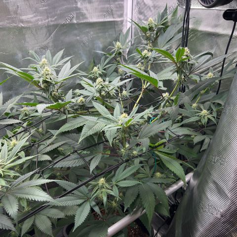 AK 47 growlog timeline photo