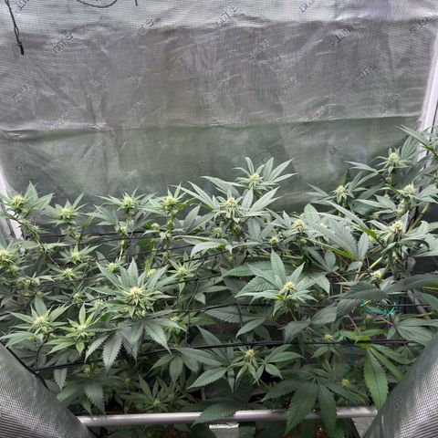 AK 47 growlog timeline photo
