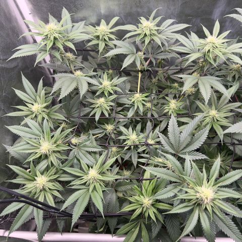 Tropicanna Banana growlog timeline photo