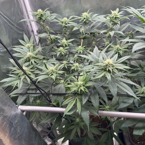 Tropicanna Banana growlog timeline photo