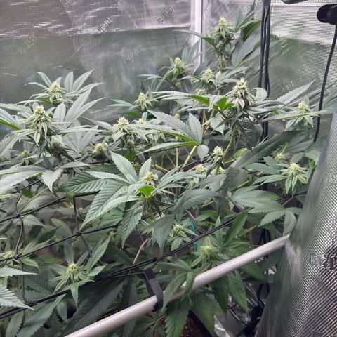 AK 47 growlog timeline photo