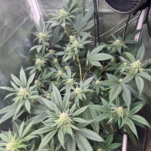 AK 47 growlog timeline photo