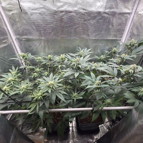 AK 47 growlog timeline photo