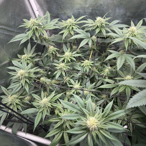 Tropicanna Banana growlog timeline photo
