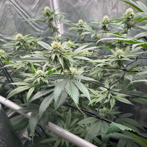 Tropicanna Banana growlog timeline photo