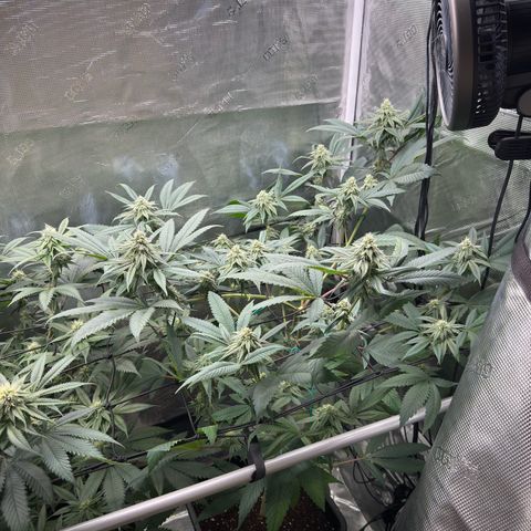 AK 47 growlog timeline photo