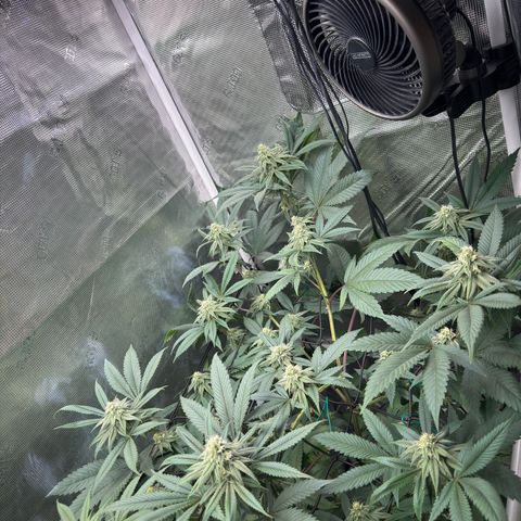 AK 47 growlog timeline photo