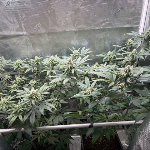 AK 47 growlog timeline photo