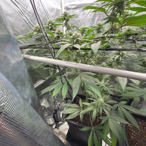 Tropicanna Banana growlog timeline photo
