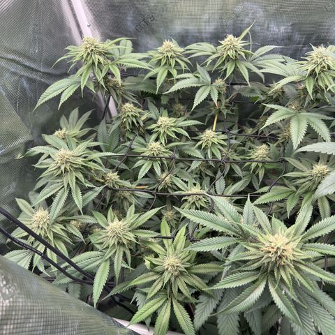 Tropicanna Banana growlog timeline photo