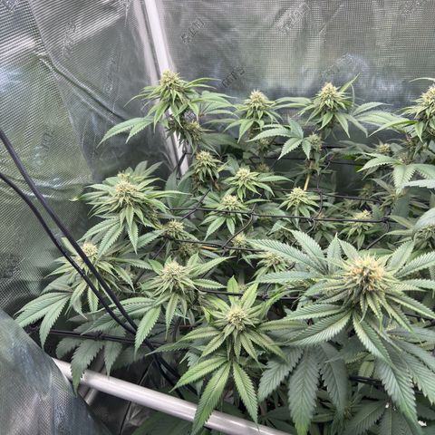 Tropicanna Banana growlog timeline photo
