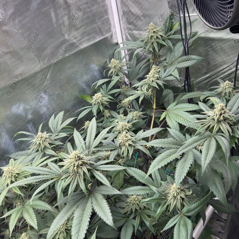 AK 47 growlog timeline photo