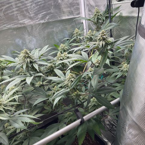 AK 47 growlog timeline photo