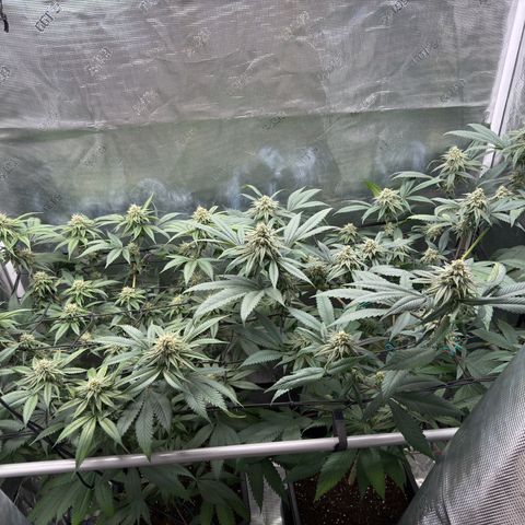 AK 47 growlog timeline photo