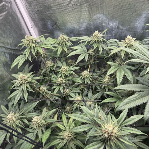 Tropicanna Banana growlog timeline photo