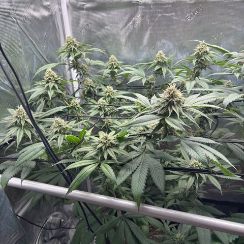 Tropicanna Banana growlog timeline photo