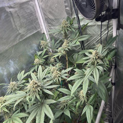 AK 47 growlog timeline photo
