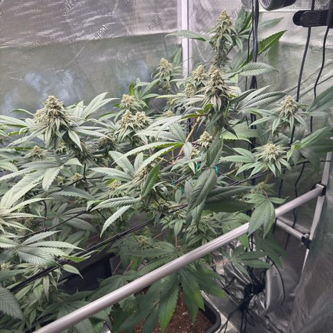 AK 47 growlog timeline photo