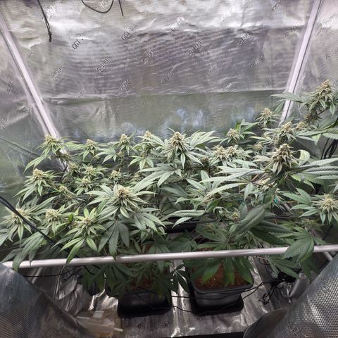 AK 47 growlog timeline photo